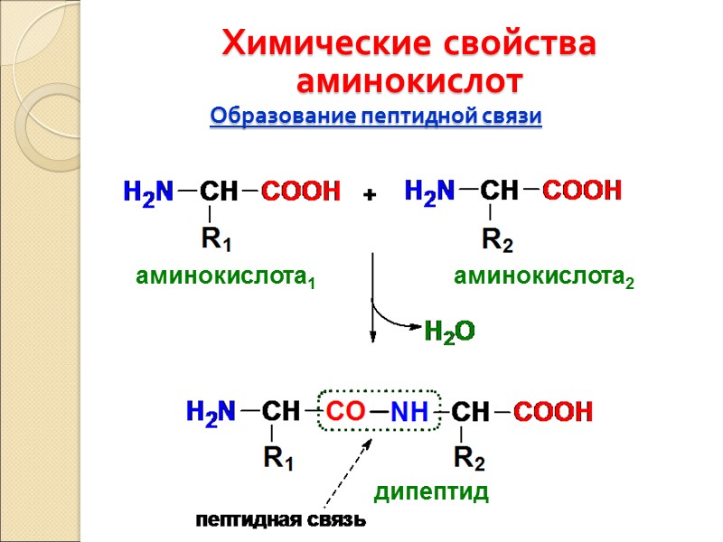 Образование пептидной связи Химические свойства аминокислот аминокислота1 аминокислота2 дипептид